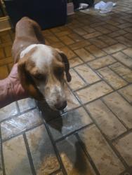 Found/Stray Female Dog last seen Brushy Creek Rd, Georgetown, MS 39078