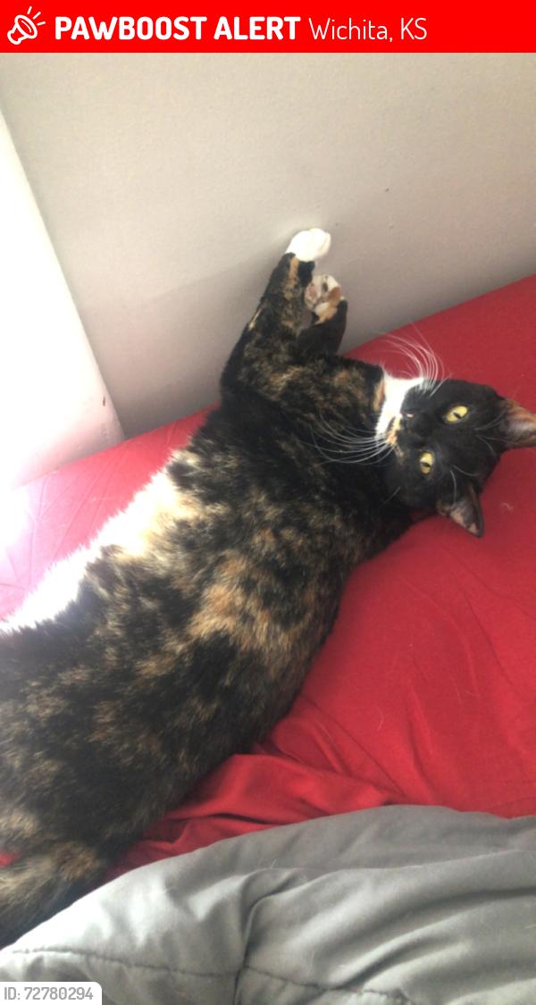 Lost Female Cat last seen 2nd and Grove, Wichita, KS 67214