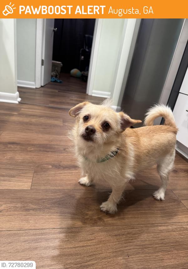 Found/Stray Male Dog last seen Wedgewood Drive , Augusta, GA 30909