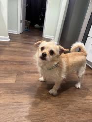 Found/Stray Male Dog last seen Wedgewood Drive , Augusta, GA 30909
