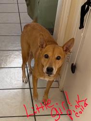 Lost Female Other last seen Preston and beltway 8, Pasadena, TX 77503