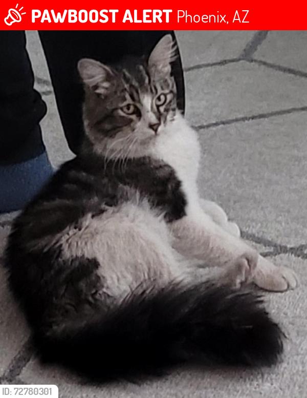 Lost Female Cat last seen 15th avenue and glendale, Phoenix, AZ 85015