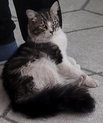 Lost Female Cat last seen 15th avenue and glendale, Phoenix, AZ 85015