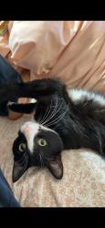 Lost Male Cat last seen Westmoore high school- oak place apt, Oklahoma City, OK 73170