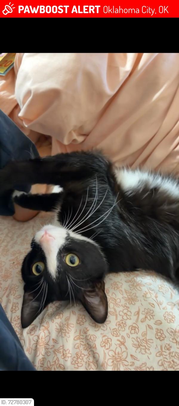 Lost Male Cat last seen Westmoore high school- oak place apt, Oklahoma City, OK 73170