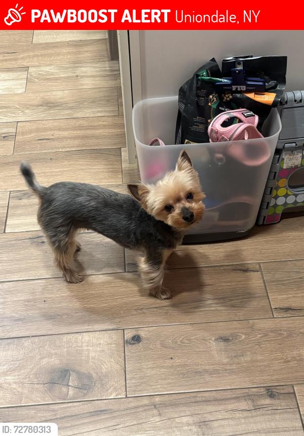 Lost Female Dog last seen Uniondale Avenue near Uniondale Park, Uniondale, NY 11553