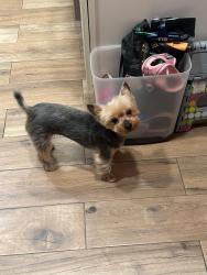 Lost Female Dog last seen Uniondale Avenue near Uniondale Park, Uniondale, NY 11553
