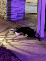 Found/Stray Unknown Cat last seen Rainbow and flamingo, Las Vegas, NV 89146