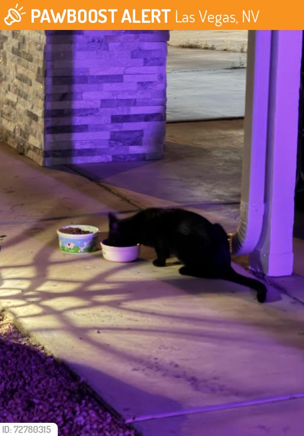 Found/Stray Unknown Cat last seen Rainbow and flamingo, Las Vegas, NV 89146