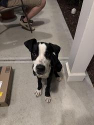 Found/Stray Male Dog last seen Greemount Cemetery, Wendell, NC 27591