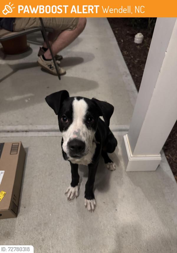 Found/Stray Male Dog last seen Greemount Cemetery, Wendell, NC 27591