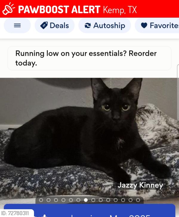 Lost Female Cat last seen Kemp, Texas, around South Pearl Street 75143, Kemp, TX 75143