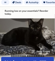 Lost Female Cat last seen Kemp, Texas, around South Pearl Street 75143, Kemp, TX 75143