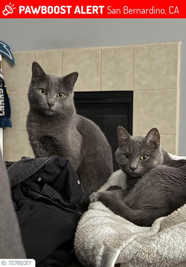 Lost Male Cat last seen Anise dr , San Bernardino, CA 92407