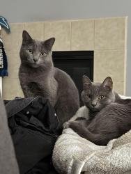Lost Male Cat last seen Anise dr , San Bernardino, CA 92407