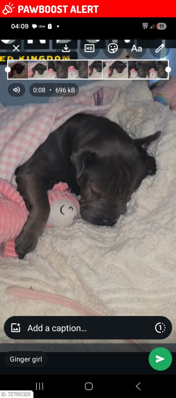 Lost Female Dog last seen Hornsey  rd, Greater London, England N7 7NN