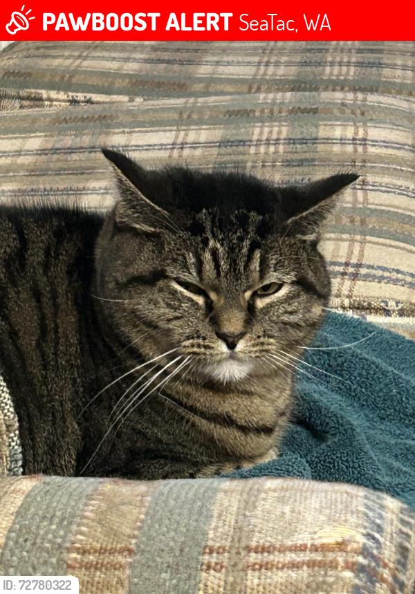 Lost Female Cat last seen Military rd, SeaTac, WA 98188