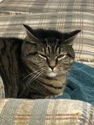 Lost Female Cat last seen Military rd, SeaTac, WA 98188
