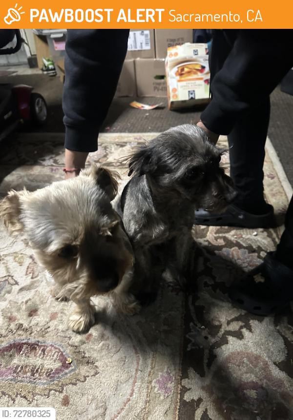 Found/Stray Male Dog last seen Valley high and center park way , Sacramento, CA 95823