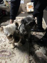 Found/Stray Male Dog last seen Valley high and center park way , Sacramento, CA 95823