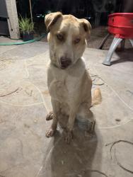Found/Stray Male Dog last seen 83rd ave & Lower Buckeye Rd, Tolleson, AZ 85353