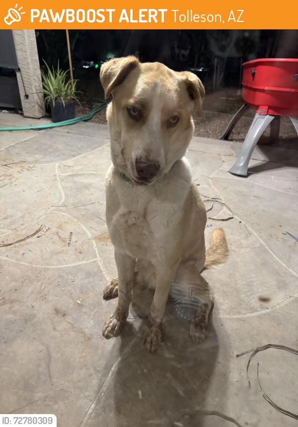 Found/Stray Male Dog last seen 83rd ave & Lower Buckeye Rd, Tolleson, AZ 85353