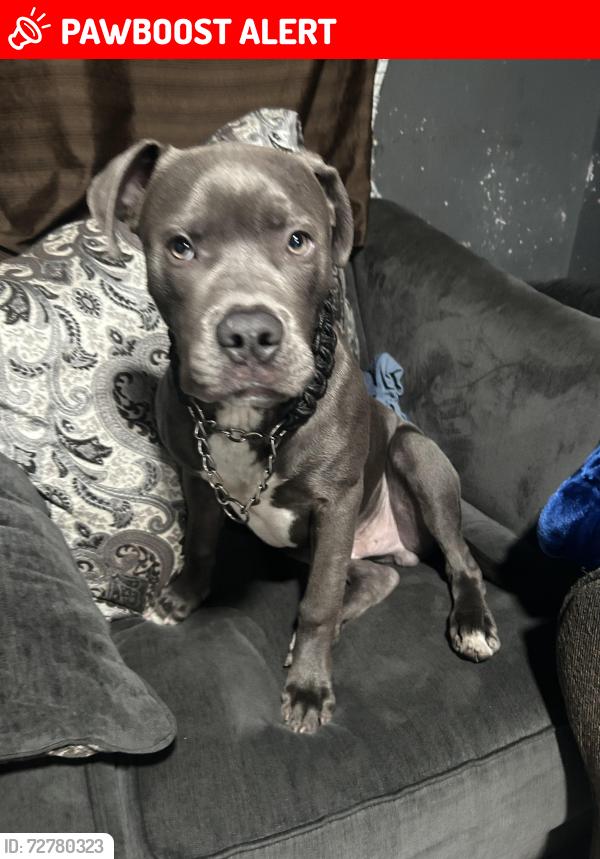 Lost Male Dog last seen S San Pedro st, West Rancho Dominguez, CA 90061