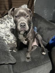 Lost Male Dog last seen S San Pedro st, West Rancho Dominguez, CA 90061