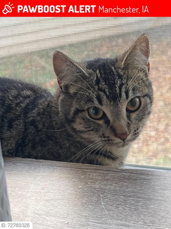 Lost Female Cat last seen E. Union St. / Liberty St.- near High School, Manchester, IA 52057