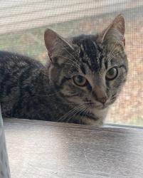 Lost Female Cat last seen E. Union St. / Liberty St.- near High School, Manchester, IA 52057
