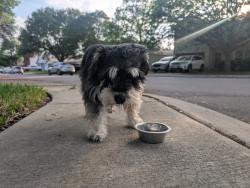 Found/Stray Male Dog last seen Branston , San Antonio, TX 78250
