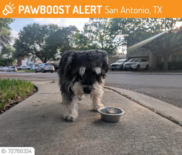 Found/Stray Male Dog last seen Branston , San Antonio, TX 78250