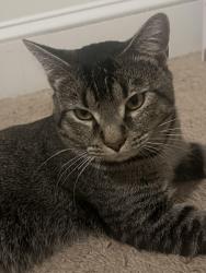 Lost Male Cat last seen Charleston park, Raleigh, NC 27604