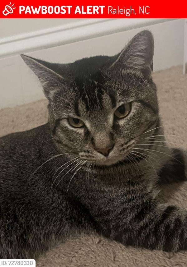 Lost Male Cat last seen Charleston park, Raleigh, NC 27604