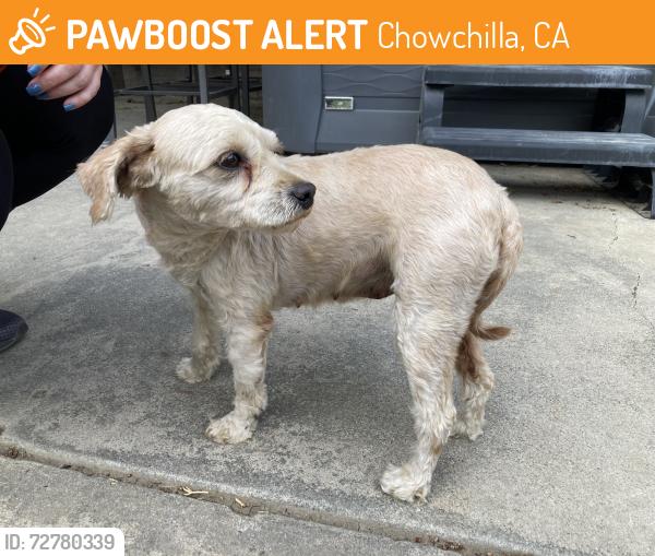 Found/Stray Female Dog last seen Baseball Park, Chowchilla, CA 93610