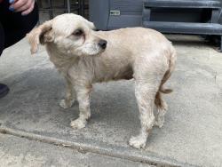 Found/Stray Female Dog last seen Baseball Park, Chowchilla, CA 93610
