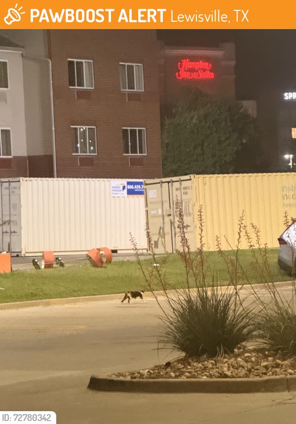 Found/Stray Unknown Cat last seen Near vista, Lewisville, TX 75067