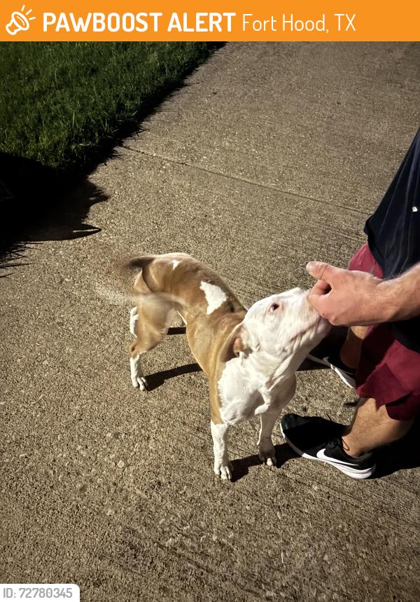 Found/Stray Female Dog last seen Area 254 , Fort Hood, TX 76544