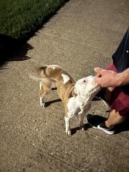 Found/Stray Female Dog last seen Area 254 , Fort Hood, TX 76544