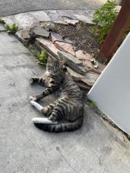Found/Stray Male Cat last seen Tujunga and Valley Spring, Los Angeles, CA 91604