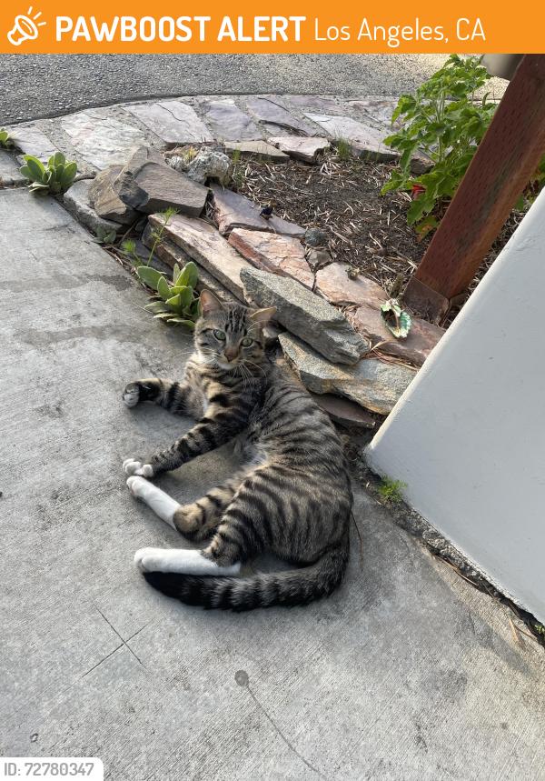 Found/Stray Male Cat last seen Tujunga and Valley Spring, Los Angeles, CA 91604