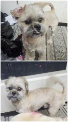 Found/Stray Male Dog last seen On Jefferson Ave between Acacia Ave. and Music Ave , Clovis, CA 93612