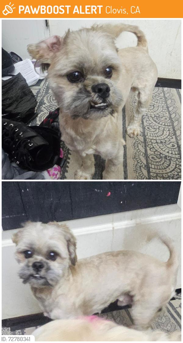 Found/Stray Male Dog last seen On Jefferson Ave between Acacia Ave. and Music Ave , Clovis, CA 93612