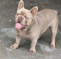 Lost Male Dog last seen Hatch rd modesto ca, Modesto, CA 95358