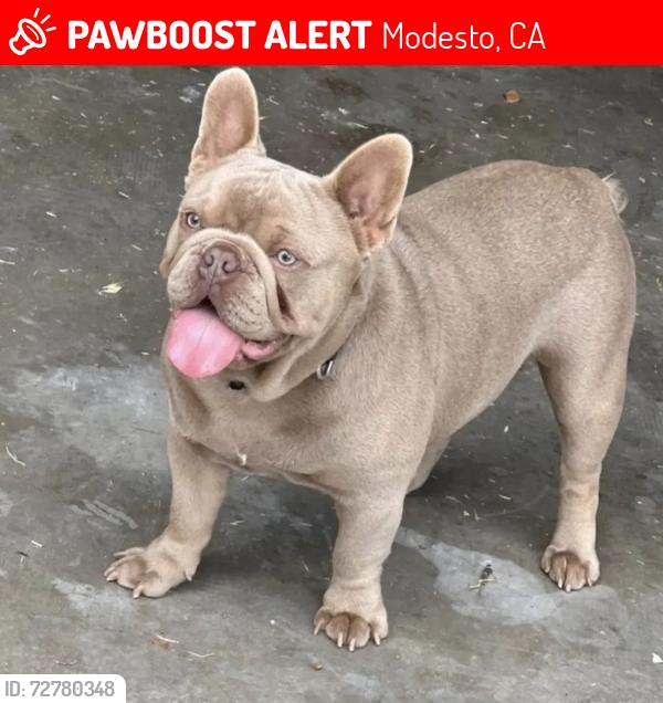 Lost Male Dog last seen Hatch rd modesto ca, Modesto, CA 95358