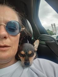 Lost Male Dog last seen South Penn & sw 66, Oklahoma City, OK 73159