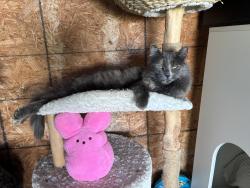 Lost Female Cat last seen Arlington Avenue , Riverside, CA 92504