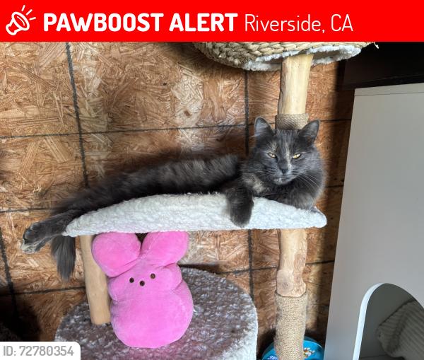 Lost Female Cat last seen Arlington Avenue , Riverside, CA 92504