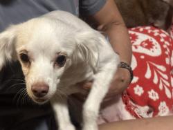 Found/Stray Female Dog last seen Decatur and Washington , Las Vegas, NV 89108