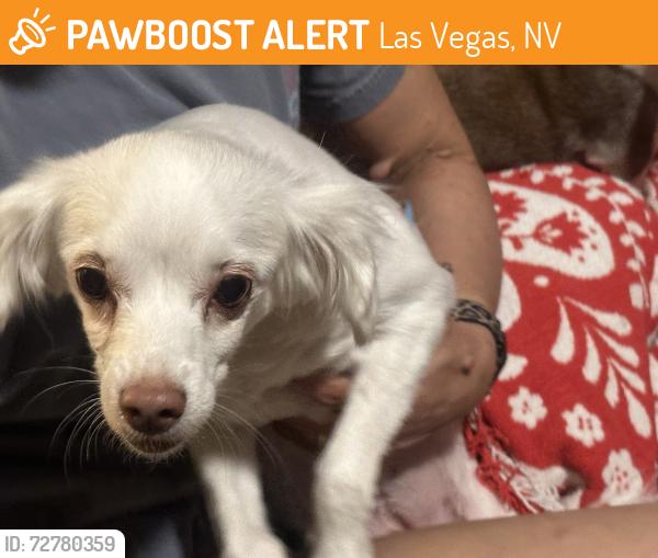 Found/Stray Female Dog last seen Decatur and Washington , Las Vegas, NV 89108